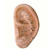 modelo-de-acupuntura-da-orelha-anatomic-13cm.centermedical.com.br