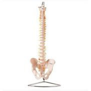 coluna-vertebral-flexivel-anatomic.centermedical.com.br