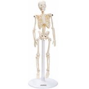 modelo-esqueleto-anatomic-20cm.centermedical.com.br