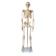 modelo-de-esqueleto-anatomic-85cm.centermedical.com.br