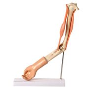 braco-com-musculo-articulado-anatomic.centermedical.com.br