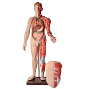 modelo-muscular-anatomic-170-cm-com-orgaos-internos.centermedical.com.br