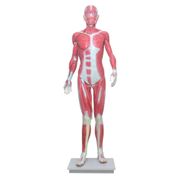 modelo-muscular-assexuado-anatomic-170cm-com-34-partes.centermedical.com.br