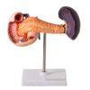 modelo-de-pancreas-anatomic.centermedical.com.br