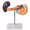 modelo-de-pancreas-anatomic..centermedical.com.br
