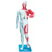 sistema-muscular-e-linfatico-anatomic.centermedical.com.br