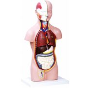 torso-assexuado-anatomic-50cm-com-12-partes