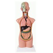 torso-assexuado-anatomic-50cm-com-11-partes.centermedical.com.br
