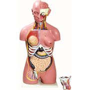 torso-bissexual-anatomic-85cm-com-24-partes.centermedical.com.br