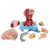 cabeca-muscular-c-cerebro-anatomic-10-partes.....centermedical.com.br