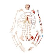 esqueleto-tamanho-natural-desarticulado-c-origem-e-insercao-muscular.centermedical.com.br