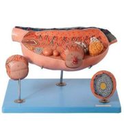 ovario-ampliado-em-13-partes-anatomic.centermedical.com.br
