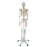 esqueleto-168-cm-articulado-c-insercoes-musculares-c-suporte-e-base-c-rodas.centermedical.com.br