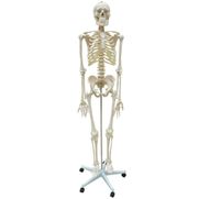 esqueleto-flexivel-com-suporte-anatomic-168cm.centermedial.com.br
