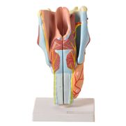 garganta-ampliada-com-04-partes-anatomic.centermedical.com.br