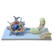 diorama-de-um-neuronio-motor-anatomic.centermedical.com.br
