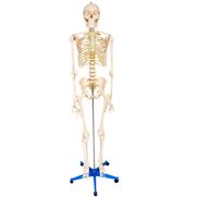esqueleto-padrao-170cm-com-suporte-e-base-com-rodas.centermedical.com.br