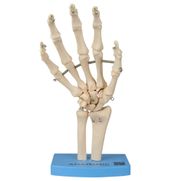 esqueleto-da-mao-ossos-do-punho.centermedical.com.br