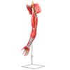 musculos-do-membro-superior-com-principais-vasos-e-nervos-em-6-partes.....centermedical.com.br