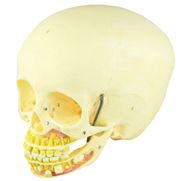cranio-infatil-com-mandibula-aberta.centermedical.com.br