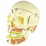 cranio-com-vasos-sanguineos-e-nervos-numerado-em-10-partes.centermedical.com.br
