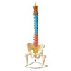 coluna-vertebral-colorida-em-tamanho-natural.centermedical.com.br