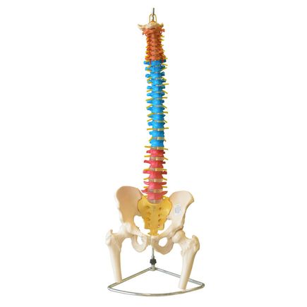 coluna-vertebral-colorida-em-tamanho-natural.centermedical.com.br