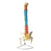 coluna-vertebral-colorida-em-tamanho-natural..centermedical.com.br
