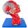 cabeca-cerebro-e-musculatura-em-10-partes....centermedical.com.br