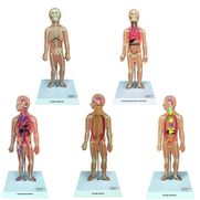 conjunto-de-pranchas-para-iniciacao-ao-estudo-anatomico-dos-principais-sistemas-do-corpo-humano.centermedical.com.br