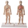 conjunto-de-pranchas-para-iniciacao-ao-estudo-anatomico-dos-principais-sistemas-do-corpo-humano..centermedical.com.br