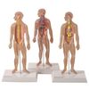 conjunto-de-pranchas-para-iniciacao-ao-estudo-anatomico-dos-principais-sistemas-do-corpo-humano...centermedical.com.br
