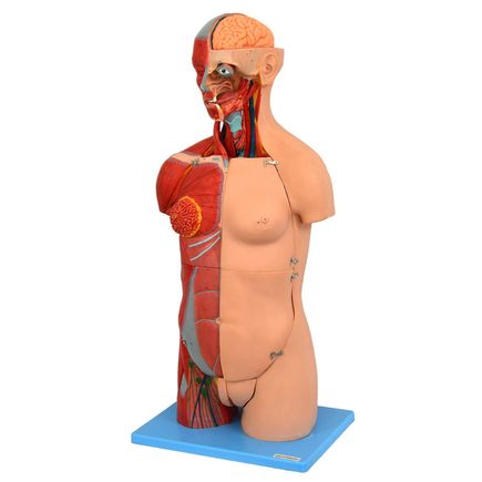 torso-luxo-85-cm-bissexual-com-coluna-exposta-em-32-partes.centermedical.com.br