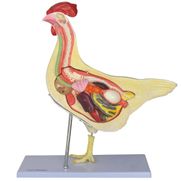 anatomia-da-galinha.centermedical.com.br