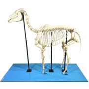 esqueleto-de-cavalo-em-tamanho-natural.centermedical.com.br