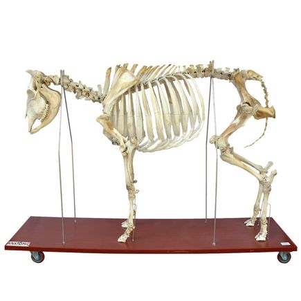 esqueleto-da-vaca-em-tamanho-natural.centermedical.com.br