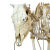 esqueleto-da-vaca-em-tamanho-natural..centermedical.com.br