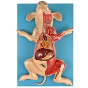 anatomia-do-porco-em-placa.centermedical.com.br