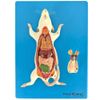 anatomia-do-rato-em-placa.centermedical.com.br