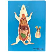 anatomia-do-rato-em-placa.centermedical.com.br