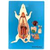 anatomia-do-rato-em-placa..centermedical.com.br